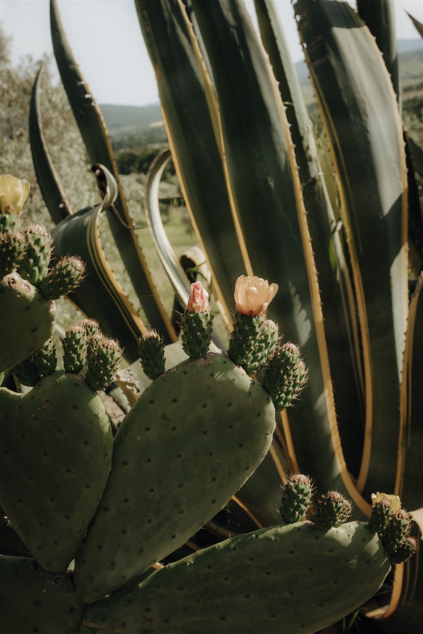 Flowering cacti in the Tuscan landscape.