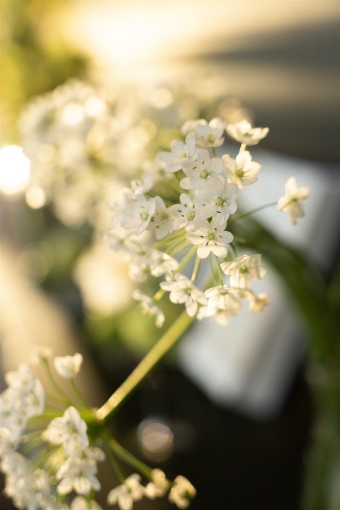 White allium flowers glowing in golden light at a Munich wedding shoot.